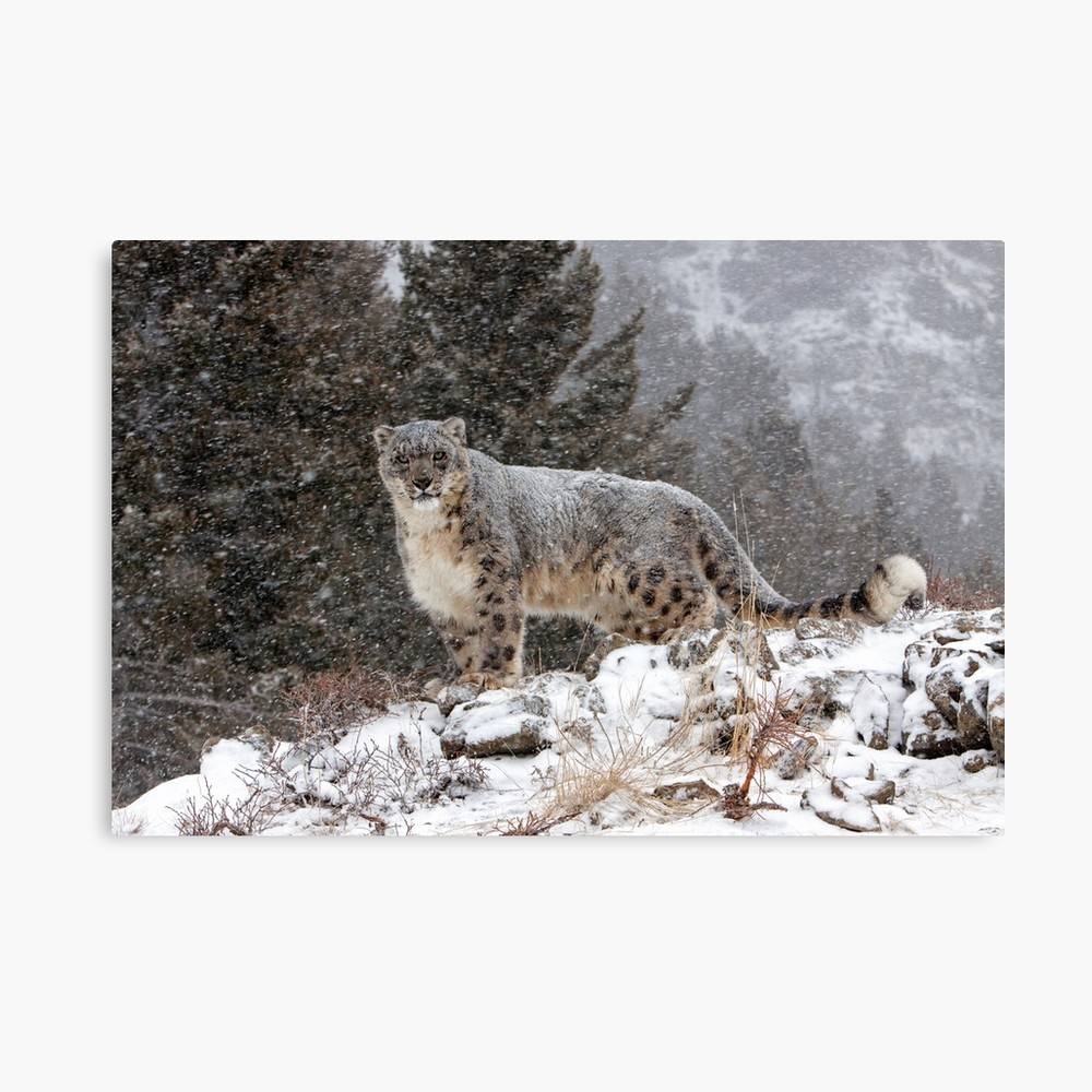 Snow Leopard Mountain North America Animal Nature – Poster - Canvas ...