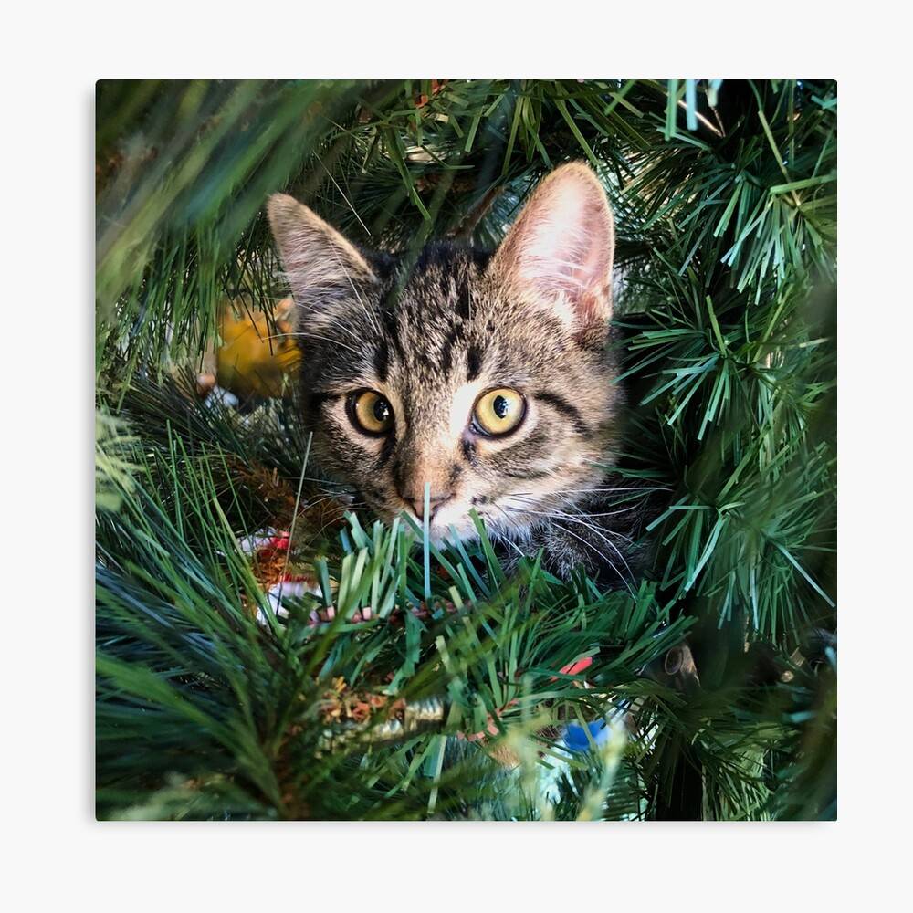Hes Watching Always Christmas Kitten Christmas Tree Cat Ki picture