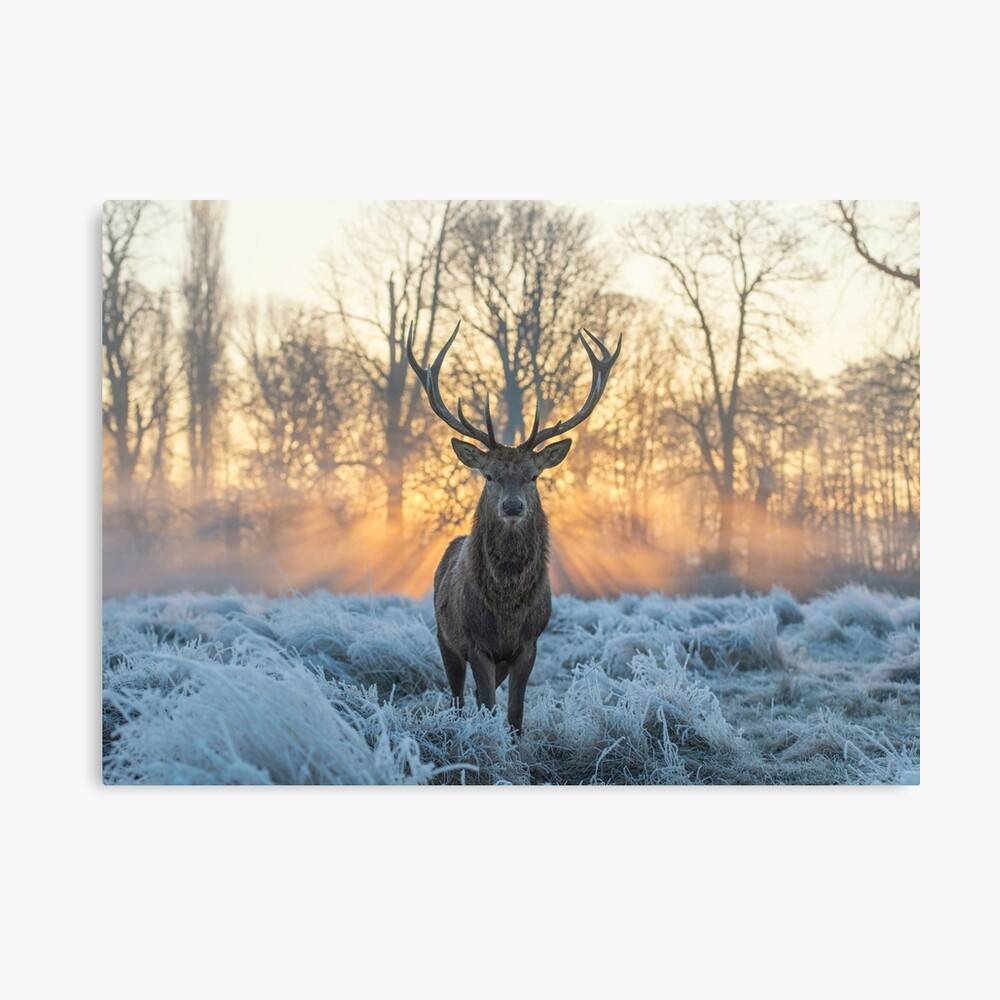 Christmas Stag Stagoftheday – Poster - Canvas Print - Wooden Hanging ...