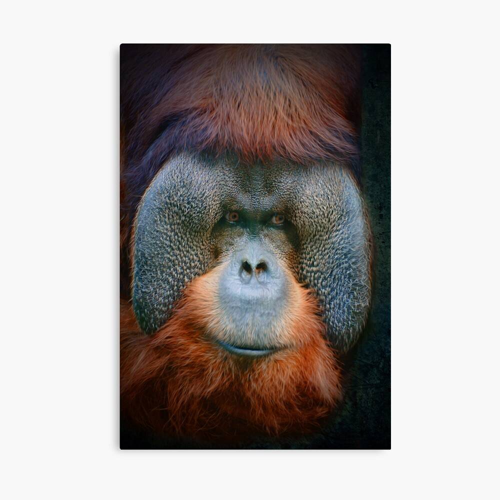 Rudi Orangutan Houston Zoo Animal Animals – Poster - Canvas Print ...