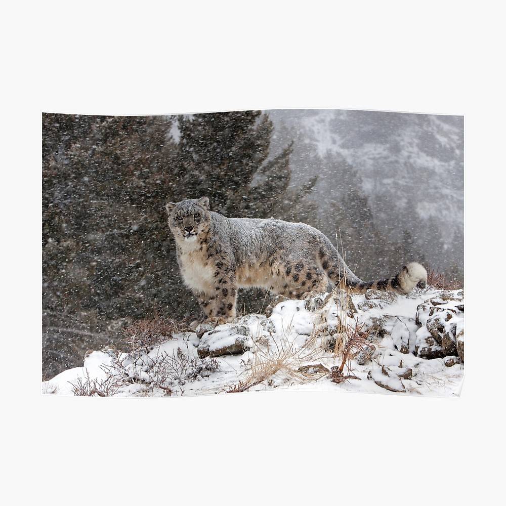 Snow Leopard Mountain North America Animal Nature – Poster - Canvas ...