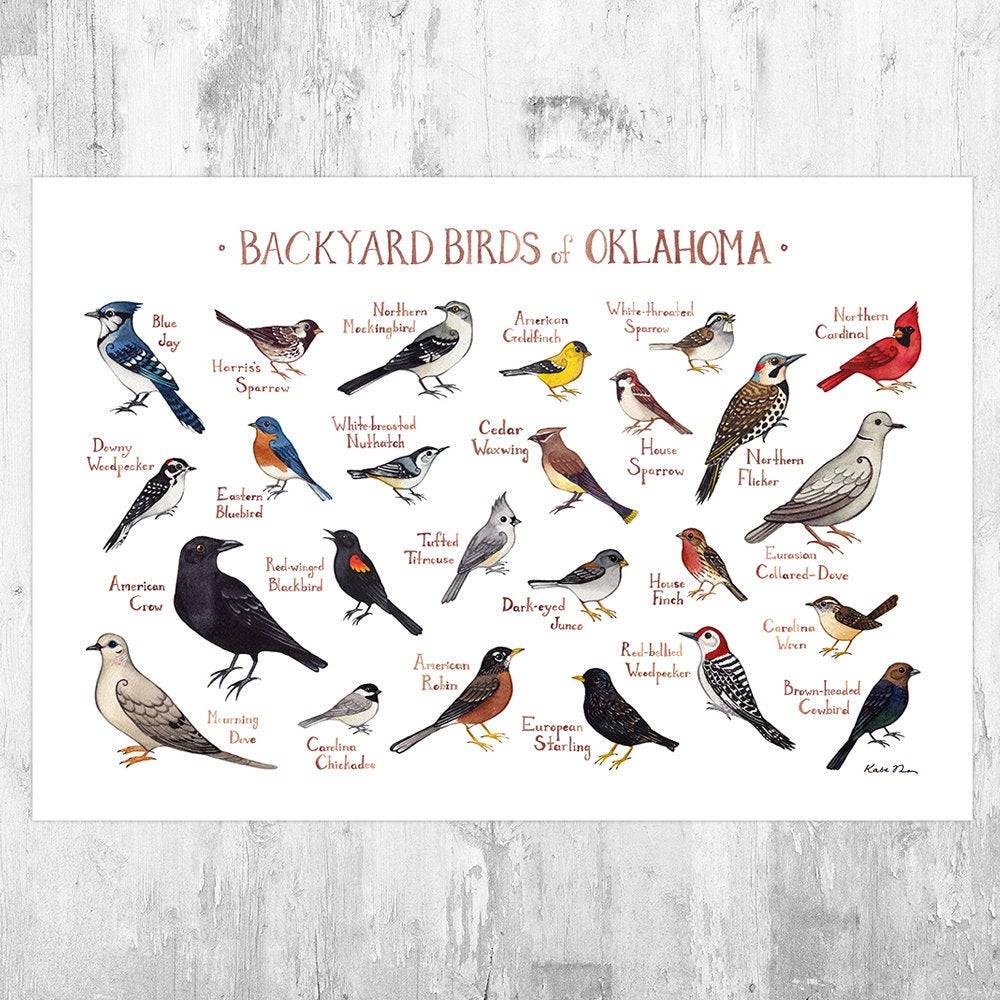 Oklahoma Backyard Birds Field Guide Art Print Nature Print Bird Poster Canvas Print 2574